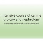 ป้องกัน: Intensive course of canine urology and nephrology